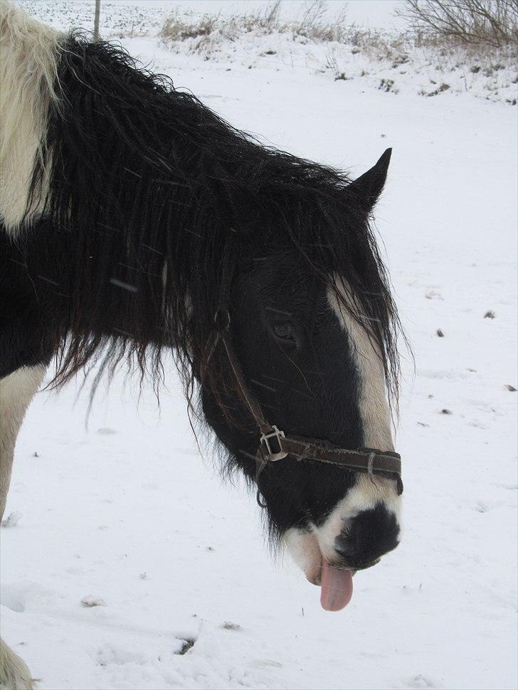 Irish Cob <3 Kaipo <3  - # 10. Min smukke basse.. Taget den 23 november 2010 billede 9