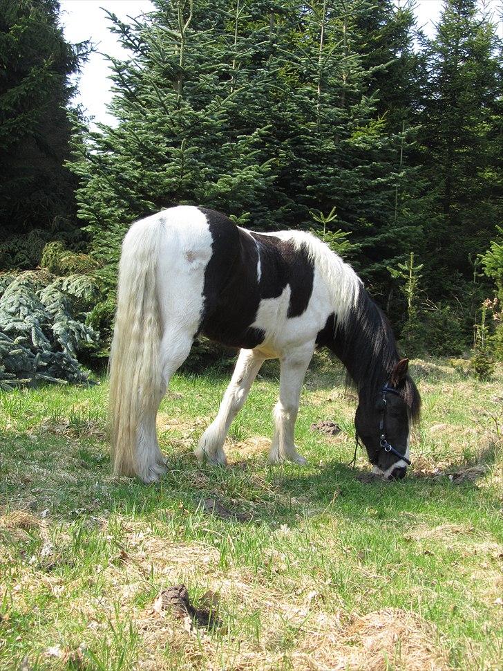 Irish Cob <3 Kaipo <3  - # 11. Smukke Kaipo i skoven.. Taget den 21 april 2011 billede 10