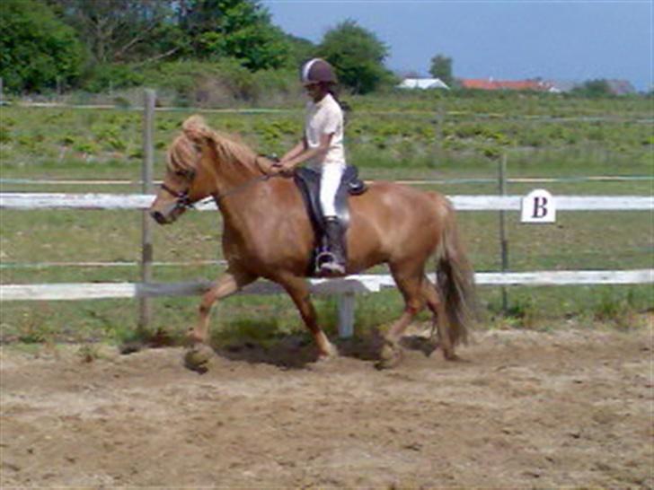 Islænder Silja fra Godthåb[SOLGT] - billed 15 vi lige ude og ride  fotograf: Nanna billede 15