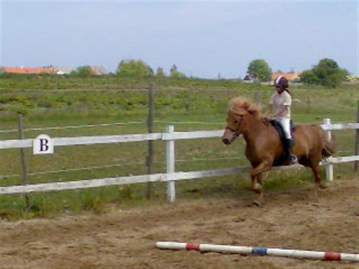 Islænder Silja fra Godthåb[SOLGT] - billed 16 vi tager lige en hurtigt tølt. billede 16