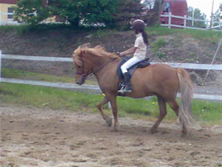 Islænder Silja fra Godthåb[SOLGT] - billed 17 hun skal os rundes lidt billede 17