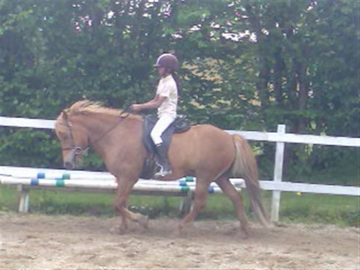 Islænder Silja fra Godthåb[SOLGT] - biled 18 en ismule kan godt gå flot se selv... ;D billede 18