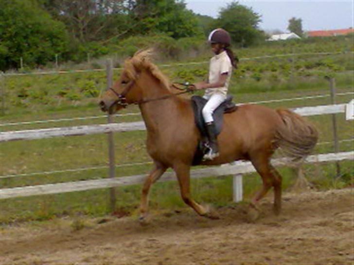 Islænder Silja fra Godthåb[SOLGT] - biled 19 haha....... vi slår lige fra trav til tølt billede 19