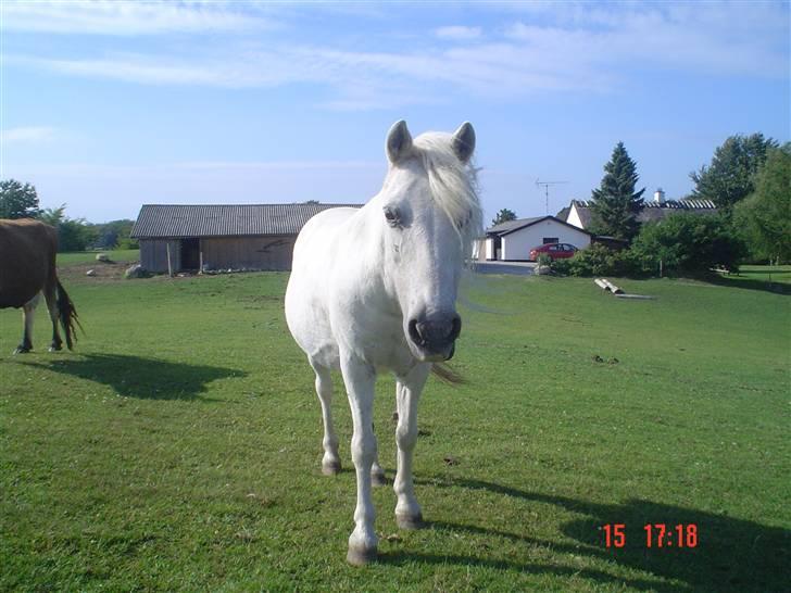 Anden særlig race Hopsa elsket og savnet billede 1