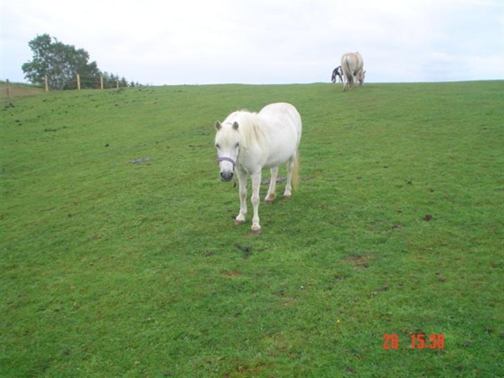 Anden særlig race Hopsa elsket og savnet - hej er du nu der igen.. billede 2