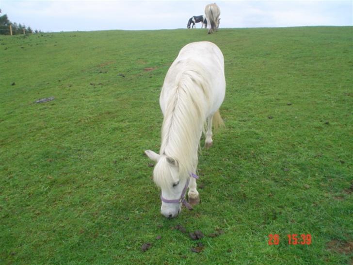 Anden særlig race Hopsa elsket og savnet - gamle men smukke hopsa.. billede 3