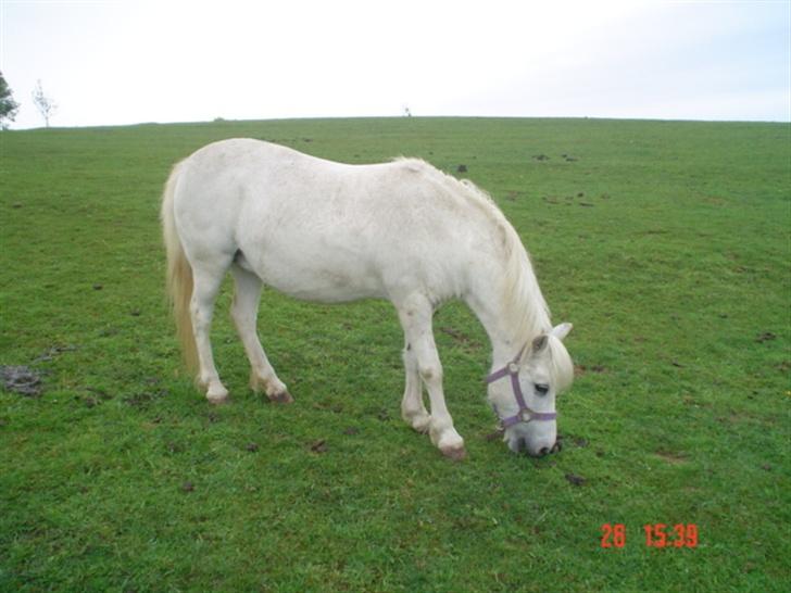 Anden særlig race Hopsa elsket og savnet billede 4