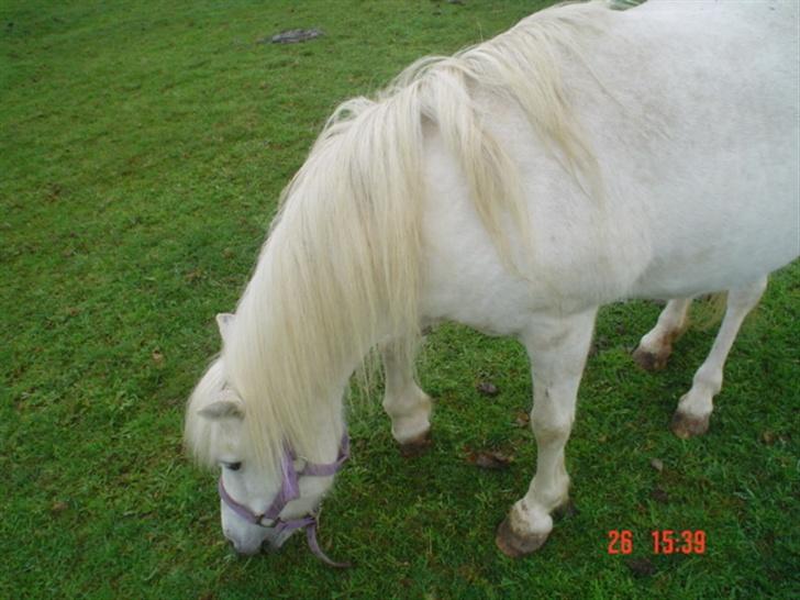 Anden særlig race Hopsa elsket og savnet billede 5