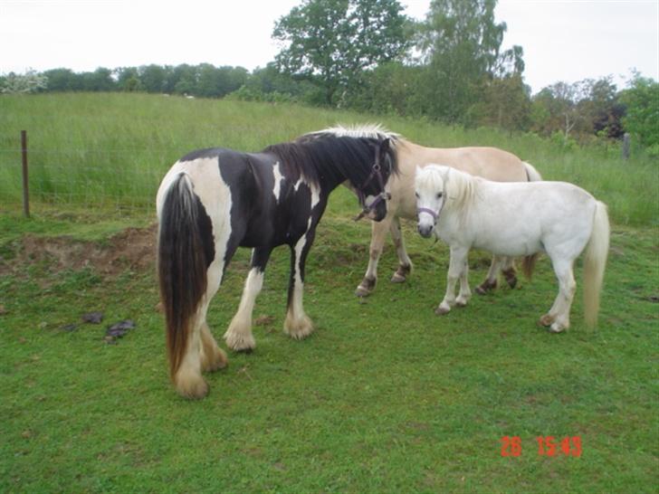 Anden særlig race Hopsa elsket og savnet billede 6