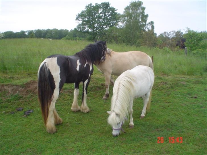 Anden særlig race Hopsa elsket og savnet billede 8
