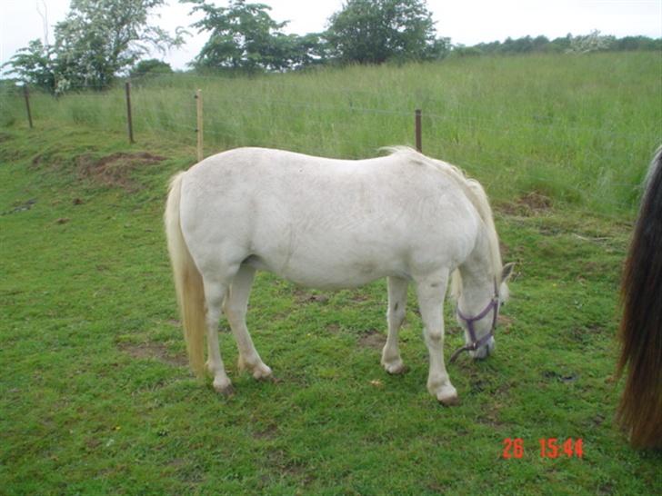 Anden særlig race Hopsa elsket og savnet billede 9