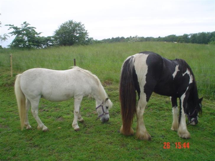 Anden særlig race Hopsa elsket og savnet billede 10