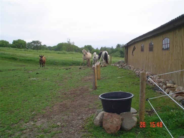 Anden særlig race Hopsa elsket og savnet billede 11