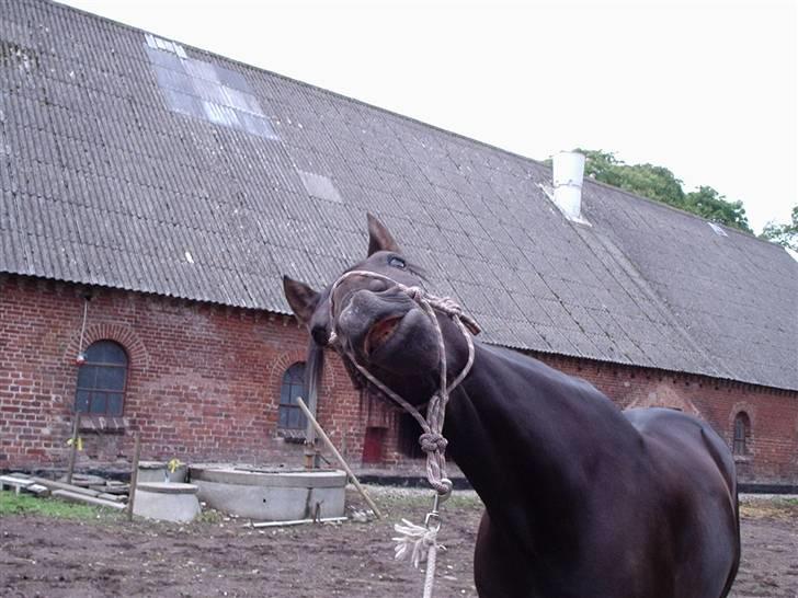 Traver Nikos <3 - Han kan smile på komando. xD billede 2