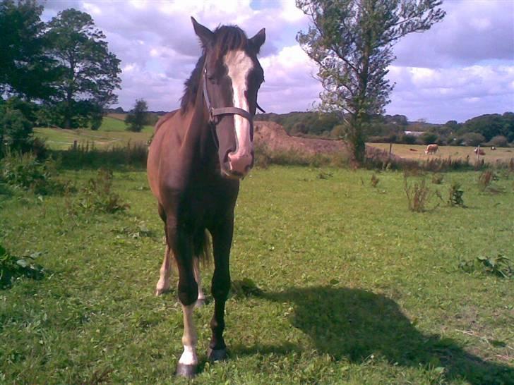 Hannoveraner Ferrari <3 SOLGT - Han er virkelig en skat<3 billede 6