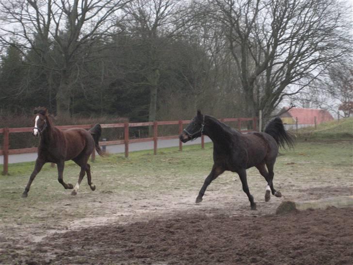 Traver Nikos <3 - Han skal lige gøre indtryk på damen ;) billede 6
