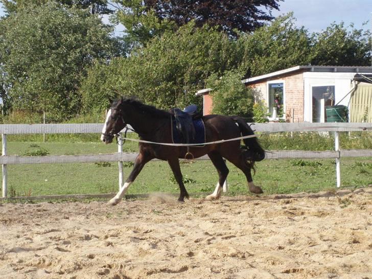 Hannoveraner Ferrari <3 SOLGT - Lille fræser Xd <´3 billede 7