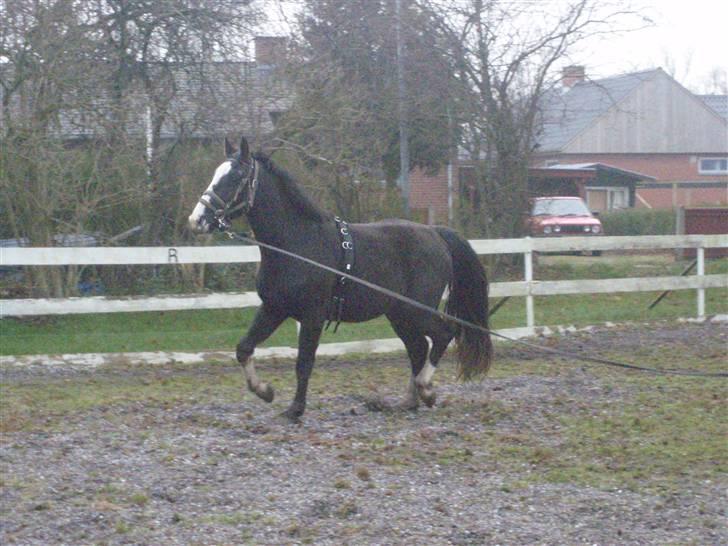 Hannoveraner Ferrari <3 SOLGT - Sikke nogle ben <´3 billede 8