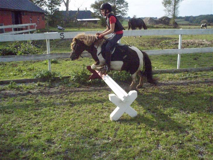 Shetlænder Oskar <3 - Sommer 2008                                                   billede 9