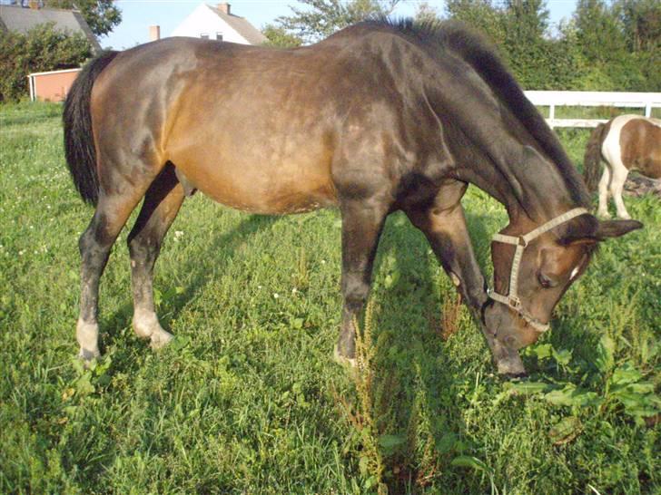 Dansk Varmblod Ayoub <3 R.I.P - Klø Klø !!! billede 7