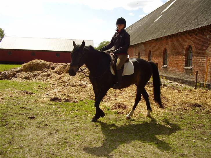 Traver Nikos <3 - Ridning med bidløs. billede 9