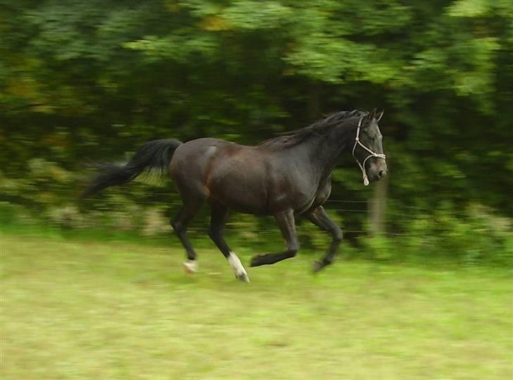 Traver Nikos <3 billede 15