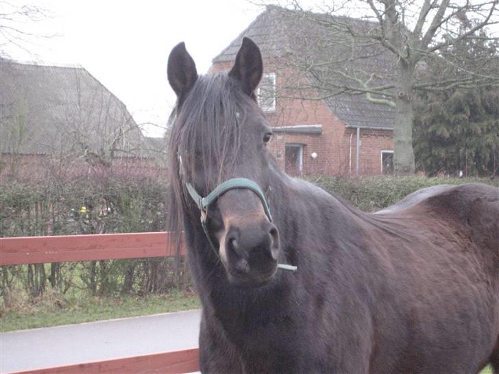 Traver Nikos <3 billede 16