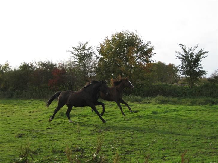 Traver Nikos <3 - Fuld fart frem. xD billede 17