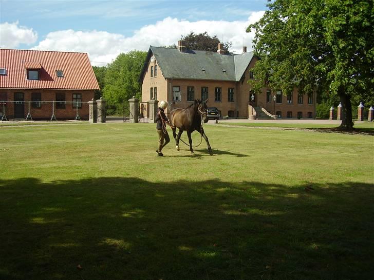 Traver Nikos <3 - Træning fra jorden. billede 18