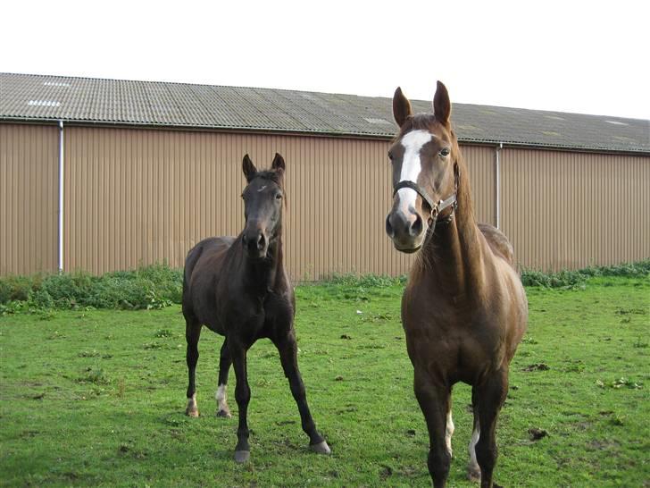 Traver Nikos <3 - Nikos og Wille havde hørt nogle jægere der skød, så de stod jo og kiggede ud over Lars Tyndskids marker, for at se hvad det var ;) billede 19