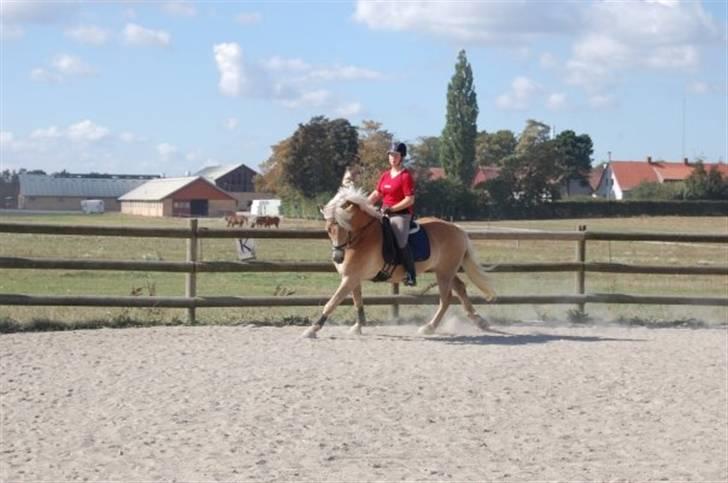 Haflinger Skyttegårdens Agra R.i.P  billede 4