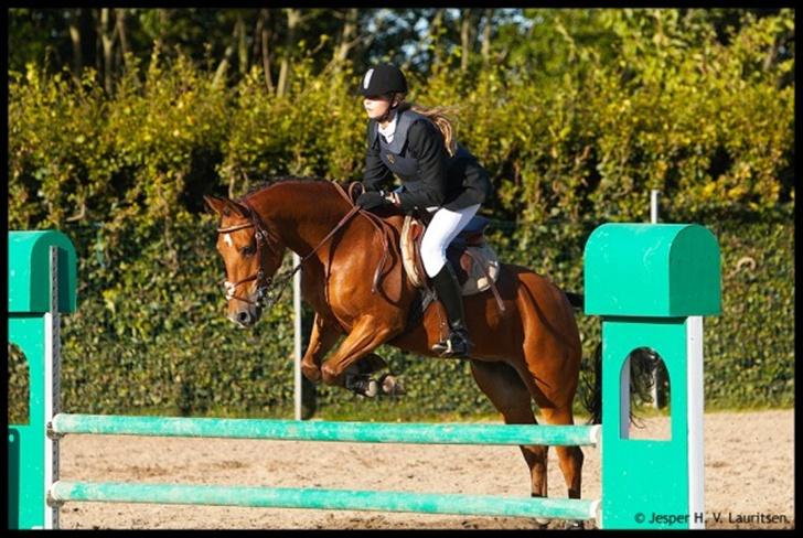 Anden særlig race Zarahby - STÆRK DEJLIG SPRING PONY billede 2