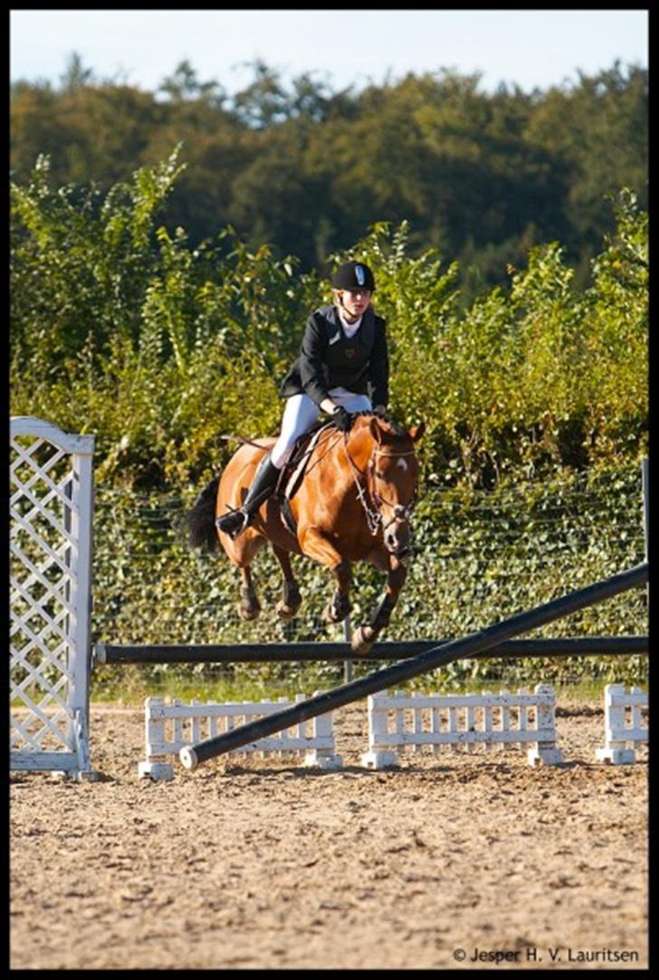 Anden særlig race Zarahby - ZARAHBY SPRINGER ALT billede 3