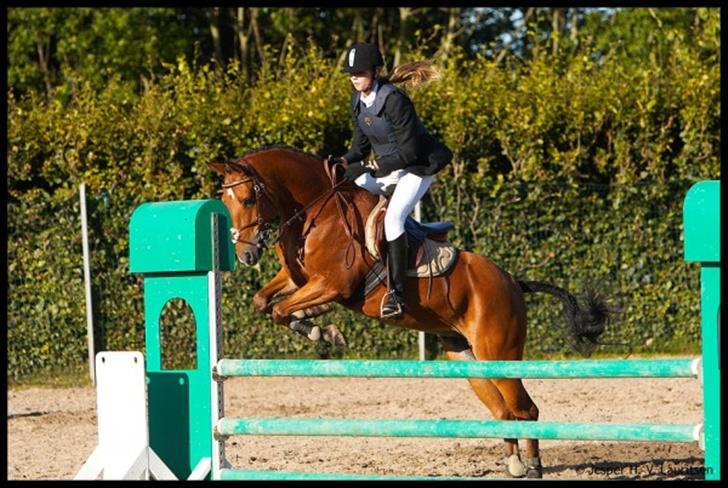 Anden særlig race Zarahby - ZARAHBY ER EN VINDER, LIGGER PT NR 1 I NSR billede 5