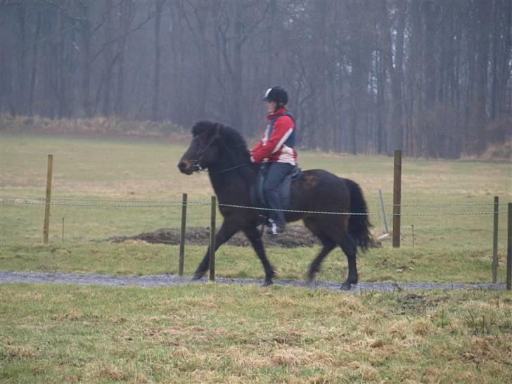 Islænder Ási fra Strøbjerg - Ási i trav - 5 ridetur [taget af mor] billede 20