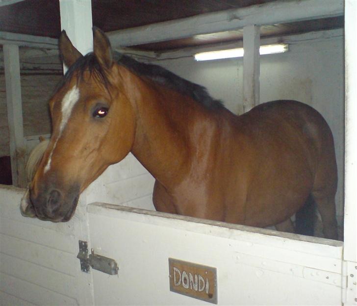 Arabisk fuldblod (OX) Babberups Don Diablo ox - Dondi i stalden d. 26 maj 2007 billede 13