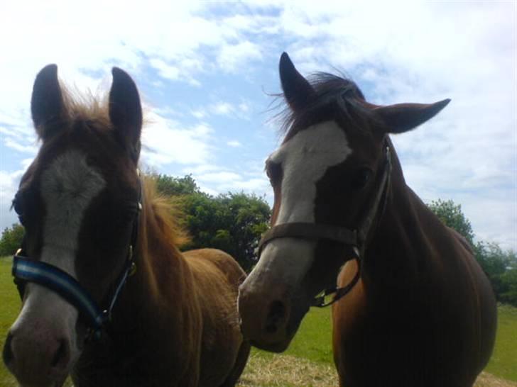 Welsh Pony af Cob-type (sec C) Hip Hop - Hip Hop og hendes søde føl Pegasus billede 10