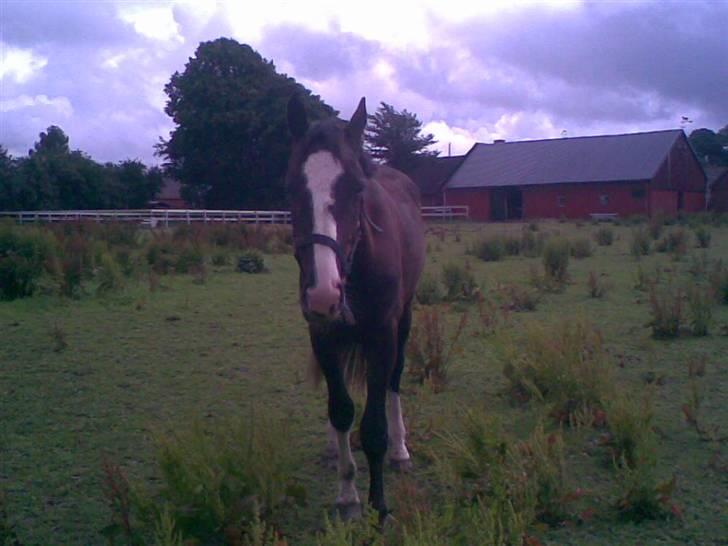 Hannoveraner Ferrari <3 SOLGT - Davs med diig! billede 9