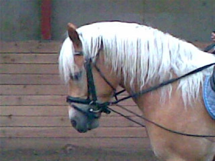 Haflinger Andy kastanjegaard*solgt* - anse da han var igang med at lærer at gå til bidet.  billede 12