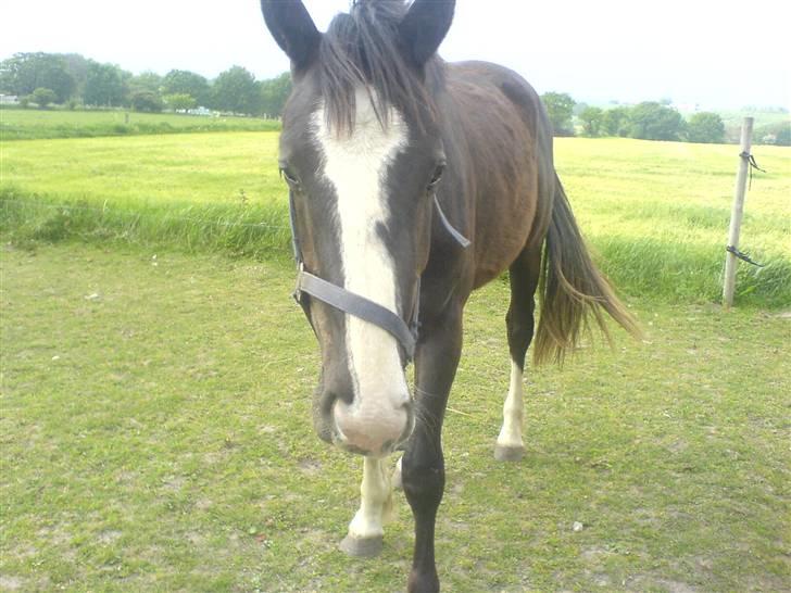 Hannoveraner Ferrari <3 SOLGT - Han er så smuk<3 billede 10