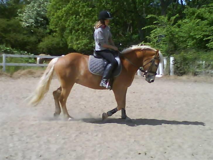 Haflinger Andy kastanjegaard*solgt* - du så fin min aller bedste ven <3 billede 13