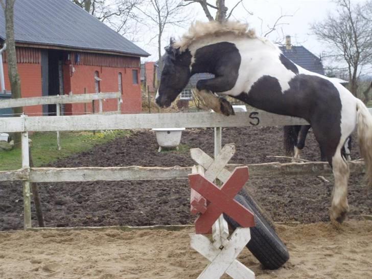 Tinker Tarquin <3 SOLGT - Fordi jeg ALDRIG NOGENSINDE vil glemme dig, tusinde tak for den tid <3 du gik fra ingenting til LAspring og LA1 - jeg savner og elsker dig :´) <3 en ting du blir ALDRIG glemt ALDRIG billede 7