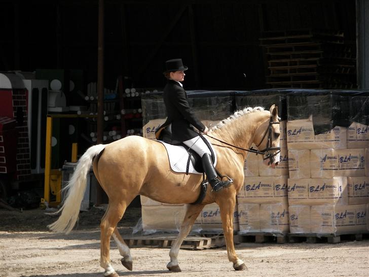 Anden særlig race Valdemar af Lillevang - Den lille hest med bøf halsen.. Foto: Far billede 8