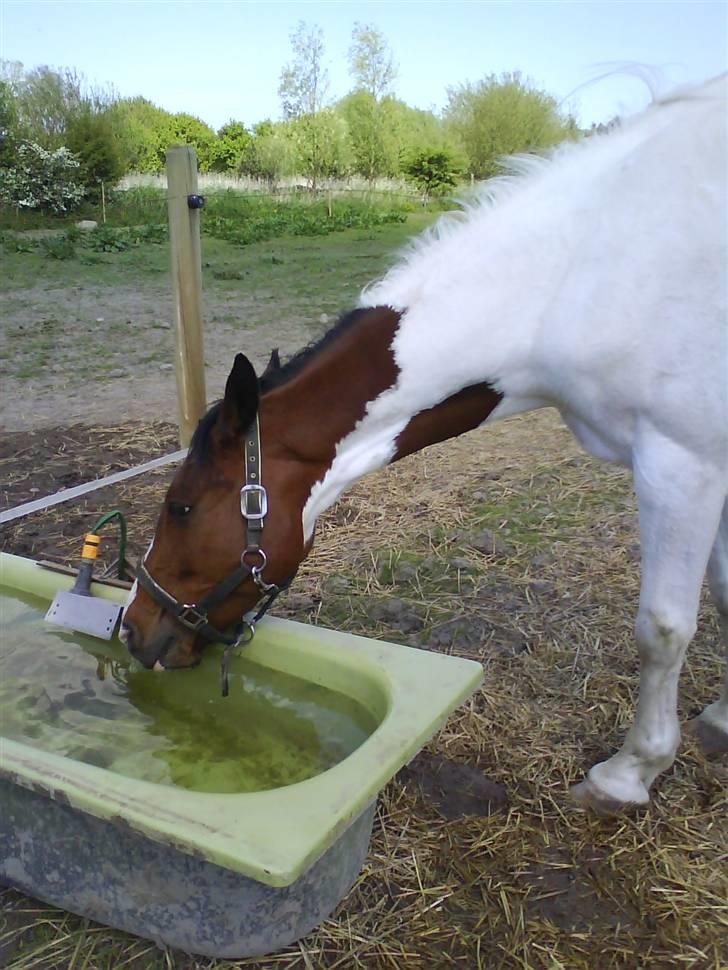 Pinto Ronjas galant - Mums.. Vand.. billede 14