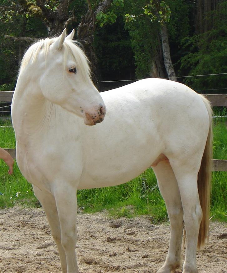 Appaloosa Artax - Artax i profil billede 3