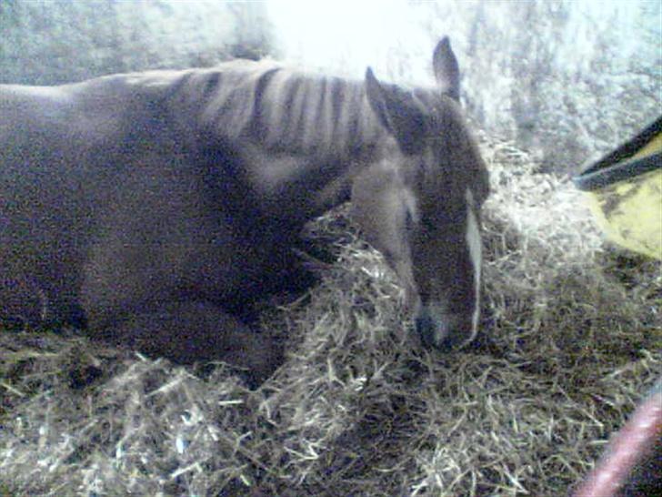 Frederiksborg Zaco af nørremosegård død - Det er hårdt at være hest... billede 2