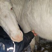 Anden særlig race Aithusa