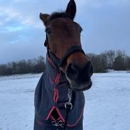 Anden særlig race Di'dande