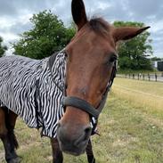 Anden særlig race Di'dande