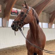 Anden særlig race Di'dande